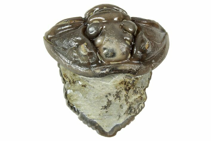 Long Partially Enrolled Flexicalymene Trilobite - Mt Orab, Ohio #358075